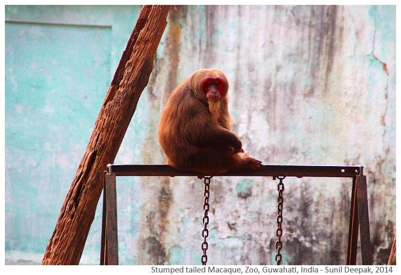 Stumped tailed macaque, zoo Guwahati, India - Images by Sunil Deepak