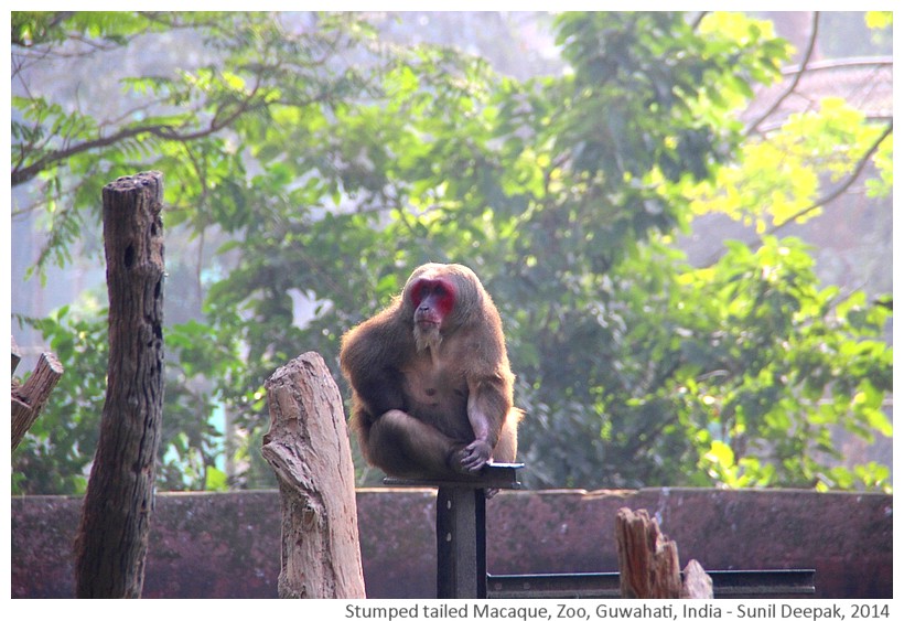 Stumped tailed macaque, zoo Guwahati, India - Images by Sunil Deepak