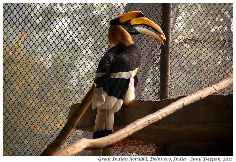 Great Indian Hornbill, Delhi zoo, India - Images by Sunil Deepak