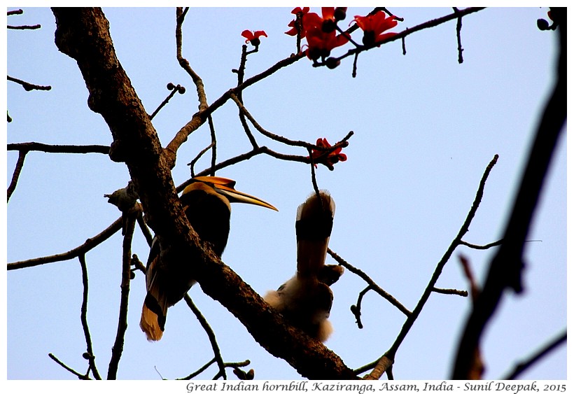 Great Indian Hornbill, Kaziranga, Assam, India - Images by Sunil Deepak