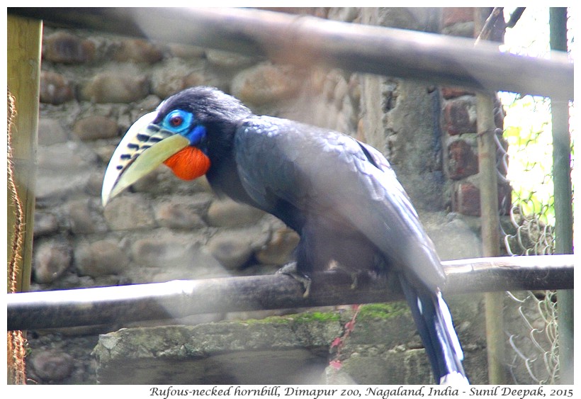 Rufous-necked Hornbill, Dimapur zoo, Nagaland, India - Images by Sunil Deepak