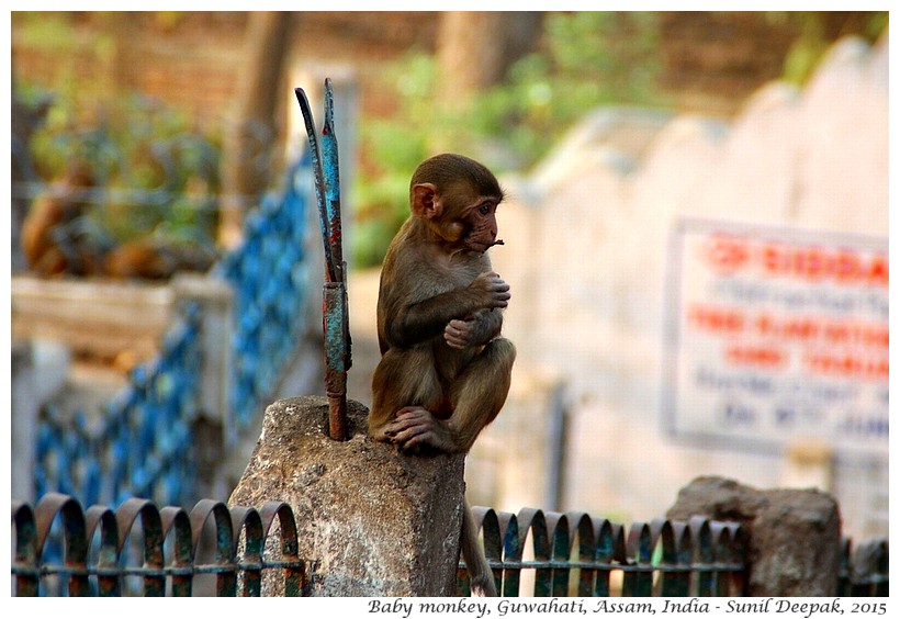 Baby monkey, Guwahati, Assam, India - Images by Sunil Deepak