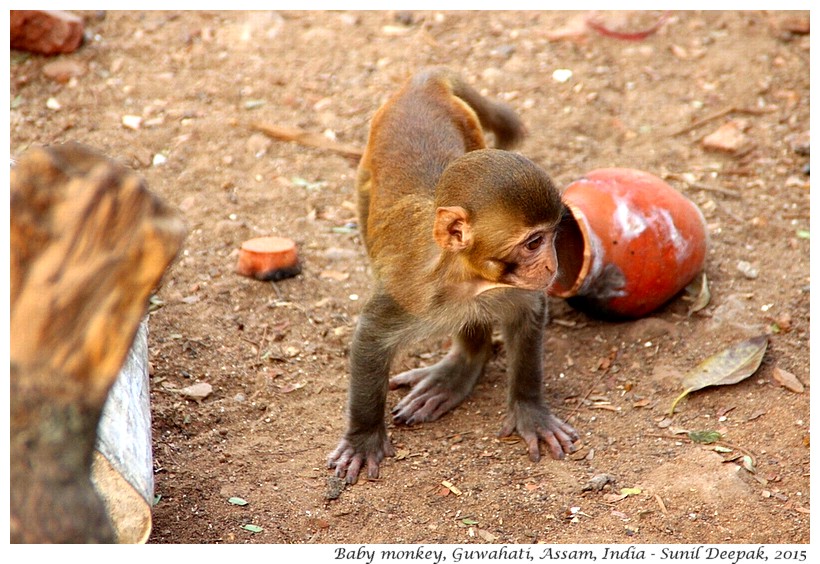 Baby monkey, Guwahati, Assam, India - Images by Sunil Deepak