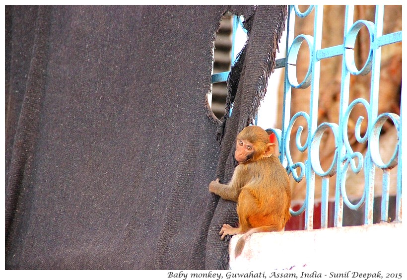 Baby monkey, Guwahati, Assam, India - Images by Sunil Deepak