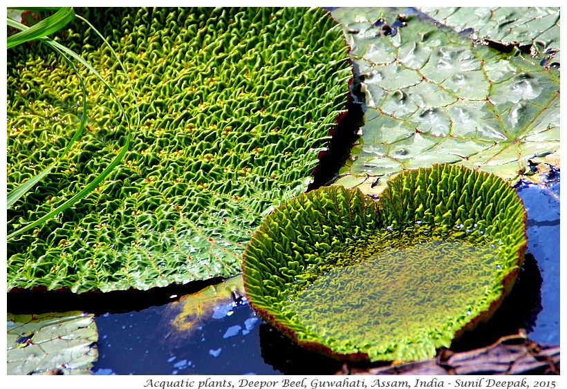 Acquatic plants, Deepor Beel, Guwahati, Assam, India - Images by Sunil Deepak