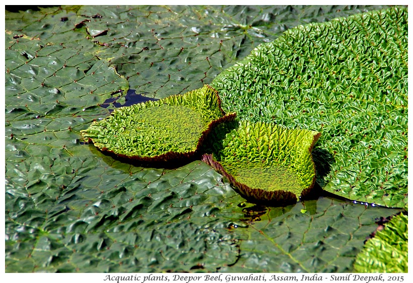 Acquatic plants, Deepor Beel, Guwahati, Assam, India - Images by Sunil Deepak