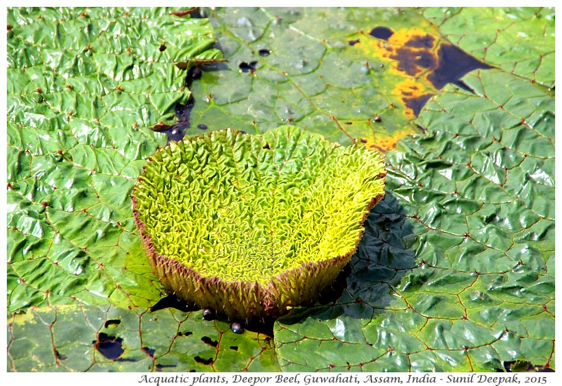 Acquatic plants, Deepor Beel, Guwahati, Assam, India - Images by Sunil Deepak