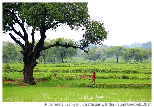 Rice fields, Ganiyari, Bilaspur, Chattisgarh, India - Images by Sunil Deepak, 2014