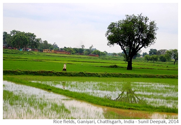 Rice fields, Ganiyari, Bilaspur, Chattisgarh, India - Images by Sunil Deepak, 2014