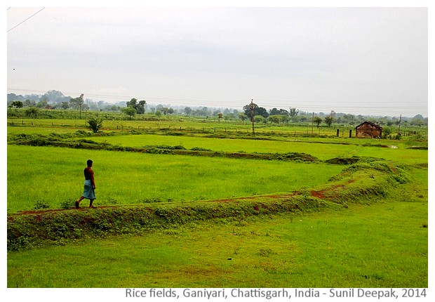 Rice fields, Ganiyari, Bilaspur, Chattisgarh, India - Images by Sunil Deepak, 2014