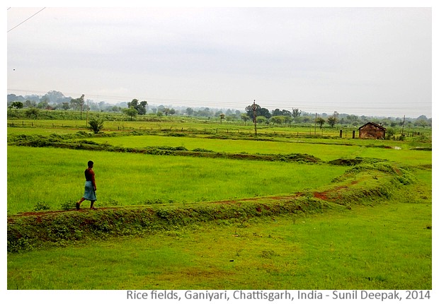 Rice fields, Ganiyari, Bilaspur, Chattisgarh, India - Images by Sunil Deepak, 2014