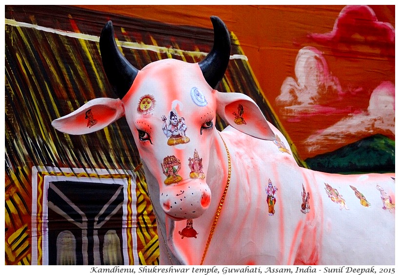 Kamdhenu, Shukreshwar temple, Guwahati, Assam, India - Images by Sunil Deepak