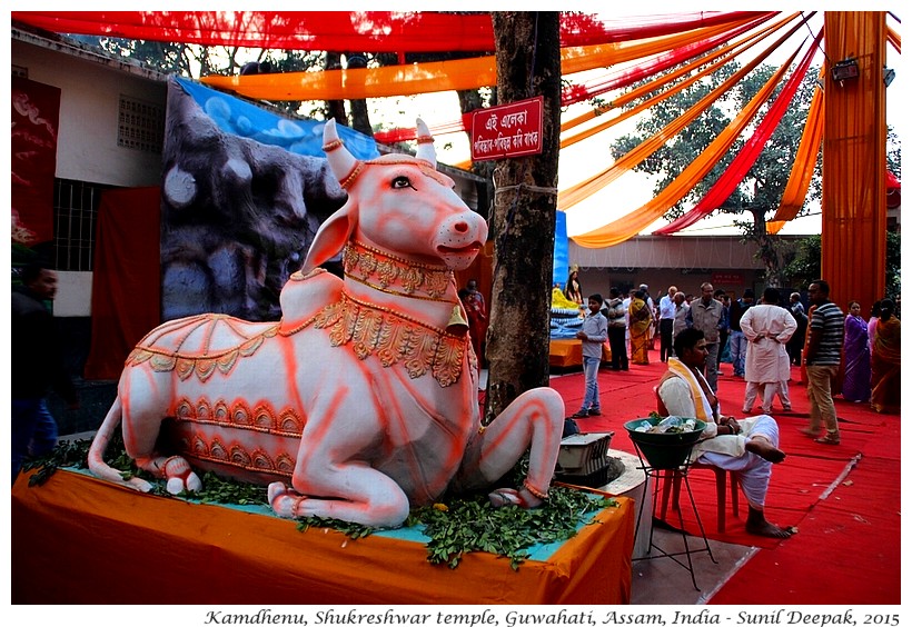 Kamdhenu, Shukreshwar temple, Guwahati, Assam, India - Images by Sunil Deepak