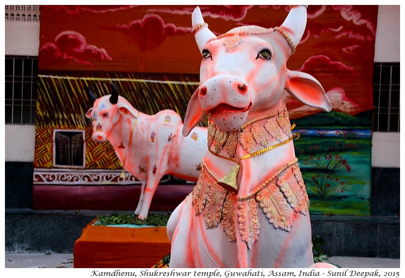 Kamdhenu, Shukreshwar temple, Guwahati, Assam, India - Images by Sunil Deepak