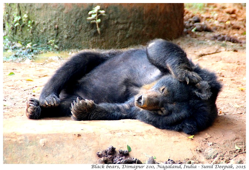 Sleepy bears, Dimapur zoo, Nagaland, India - Images by Sunil Deepak