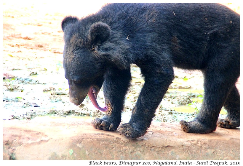 Sleepy bears, Dimapur zoo, Nagaland, India - Images by Sunil Deepak