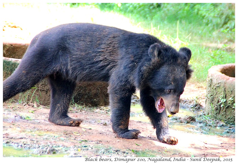Sleepy bears, Dimapur zoo, Nagaland, India - Images by Sunil Deepak