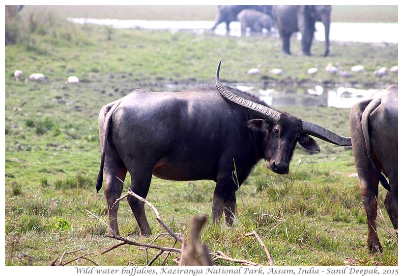 Asian buffaloes, Kaziranga, Assam, India - Images by Sunil Deepak