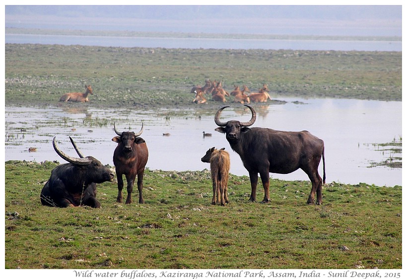 Asian buffaloes, Kaziranga, Assam, India - Images by Sunil Deepak