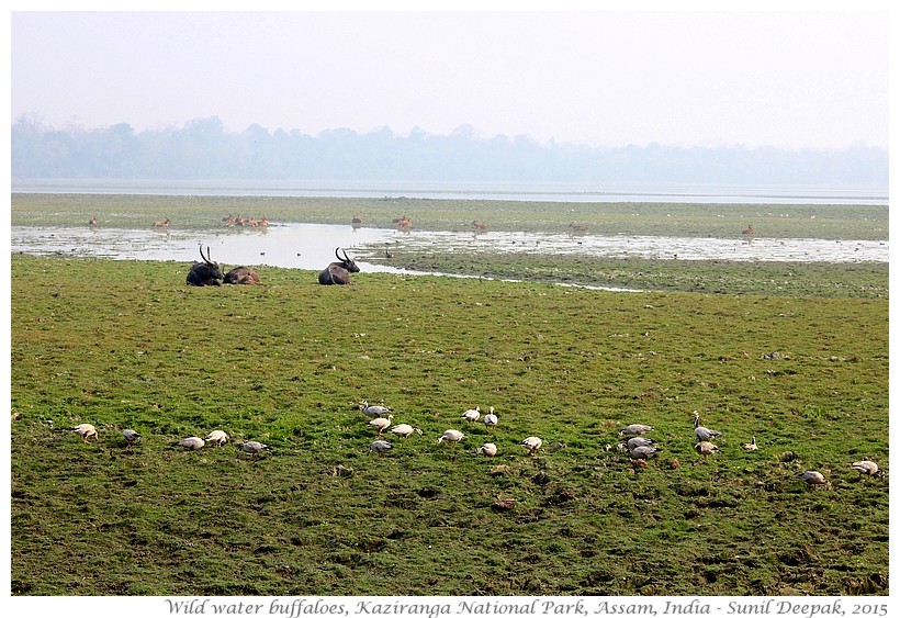 Asian buffaloes, Kaziranga, Assam, India - Images by Sunil Deepak