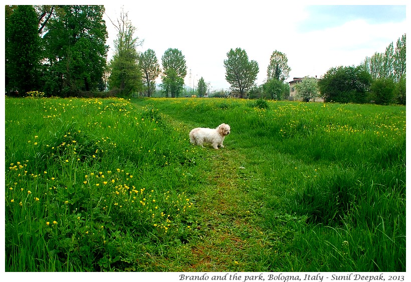 Brando in the park, Bologna, Italy - Images by Sunil Deepak