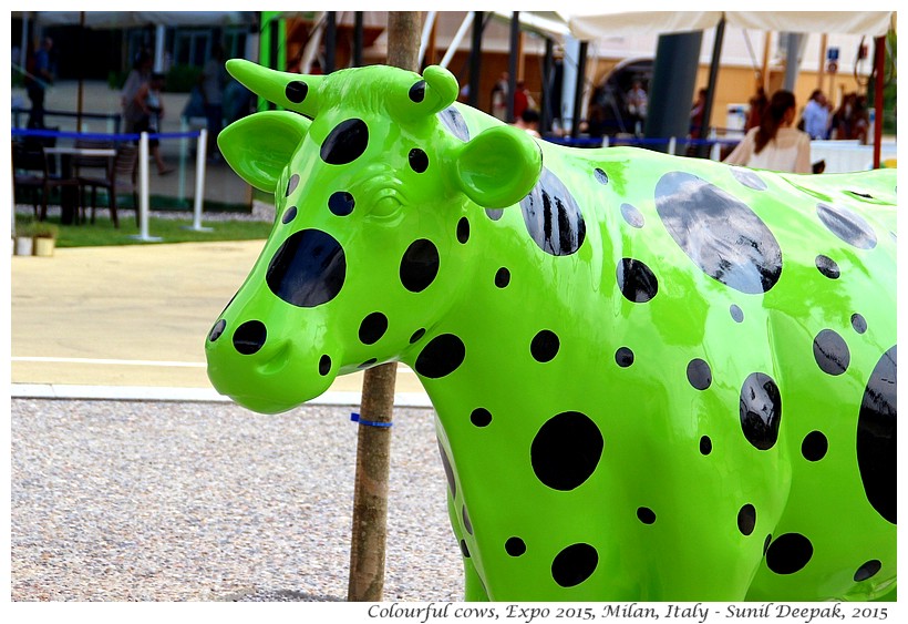 Colourful cows, Expo 2015, Milan, Italy - Images by Sunil Deepak