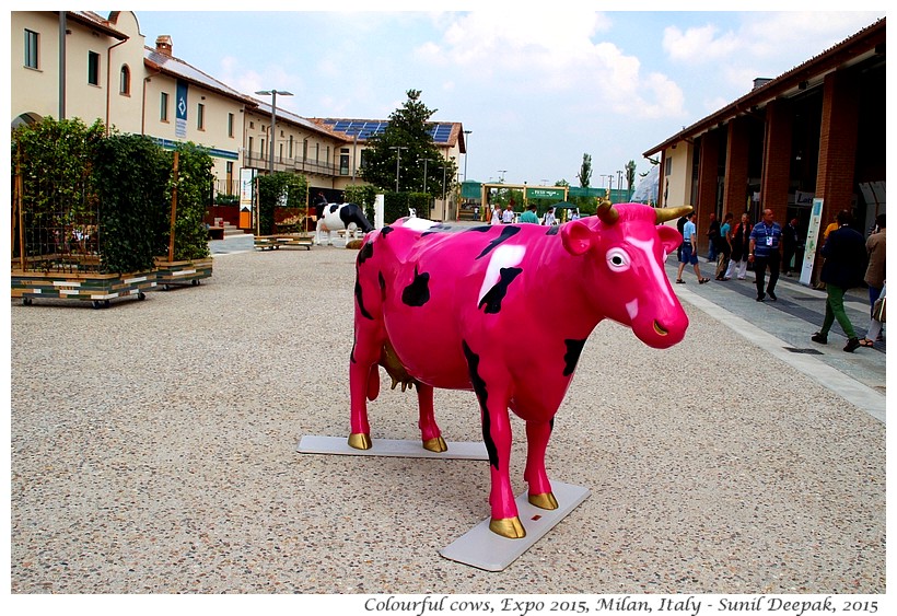 Colourful cows, Expo 2015, Milan, Italy - Images by Sunil Deepak