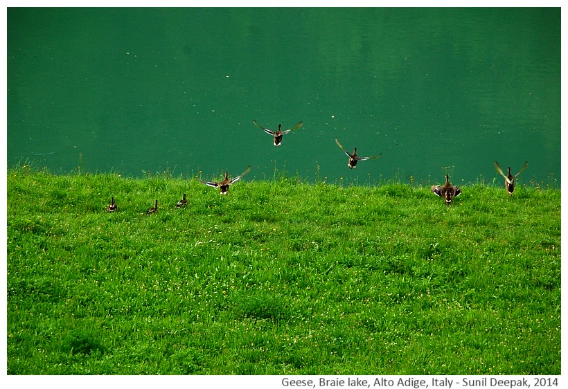 Geese at Braie lake, South Tyrol, Italy - Images by Sunil Deepak, 2014