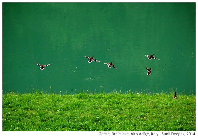 Geese at Braie lake, South Tyrol, Italy - Images by Sunil Deepak, 2014