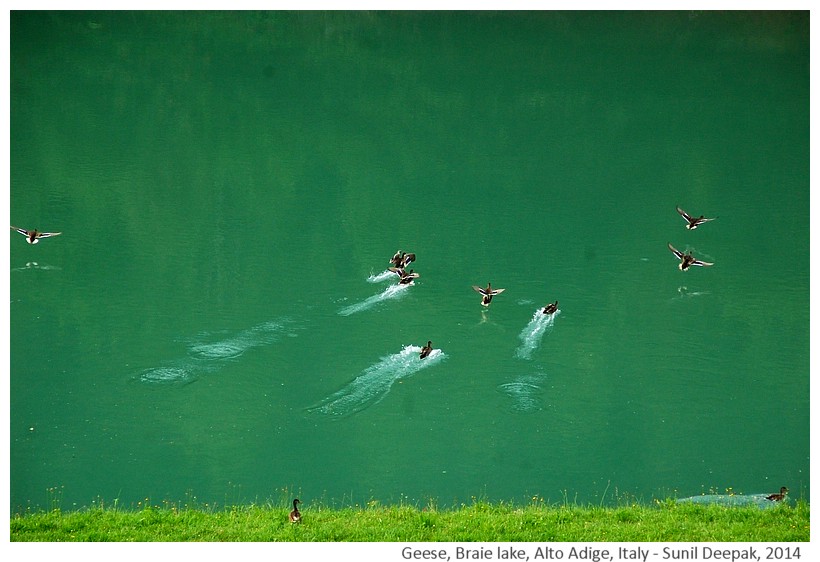 Geese at Braie lake, South Tyrol, Italy - Images by Sunil Deepak, 2014