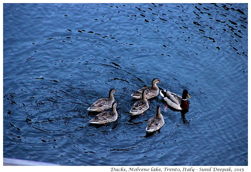 Ducks with babies, Molveno lake, Trento, Italy - Images by Sunil Deepak