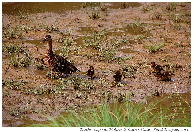 Ducks with babies, Molino lake, Bolzano, Italy - Images by Sunil Deepak