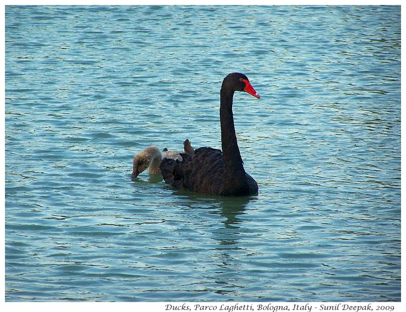 Black swan with babies, Laghetti park, Bologna, Italy - Images by Sunil Deepak