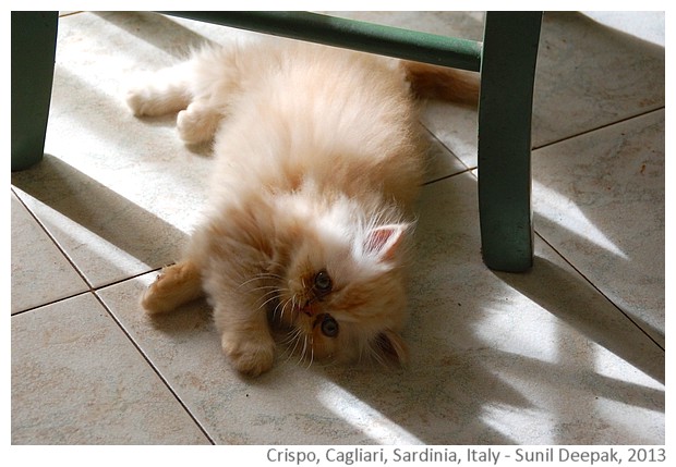 Crispo, siamese cat, Cagliari, Italy - images by Sunil Deepak, 2013