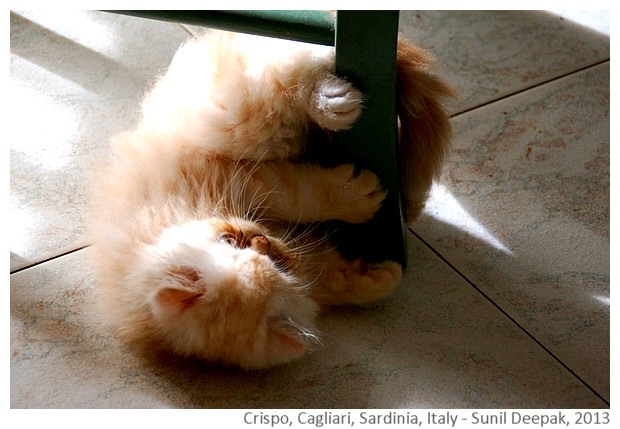 Crispo, siamese cat, Cagliari, Italy - images by Sunil Deepak, 2013