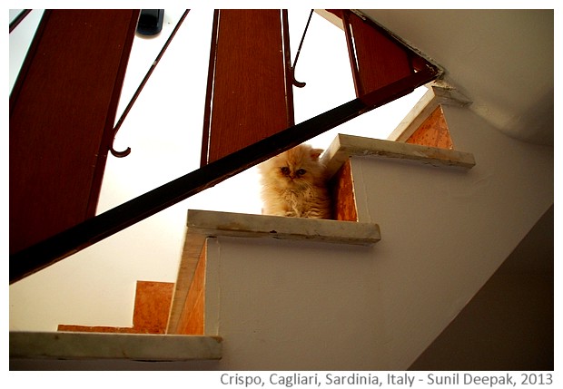 Crispo, siamese cat, Cagliari, Italy - images by Sunil Deepak, 2013