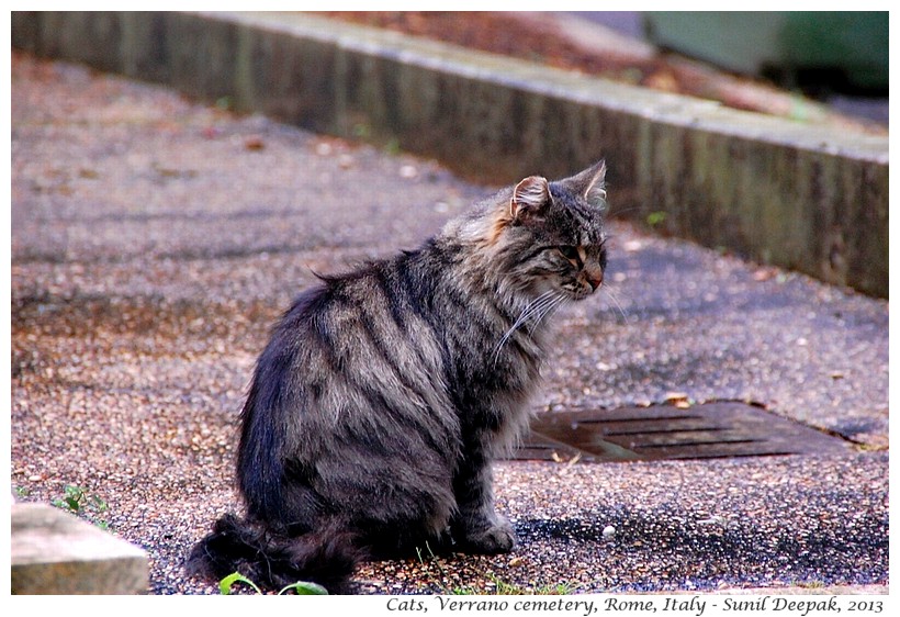 Cats, Verano cemetery, Rome, Italy - Images by Sunil Deepak