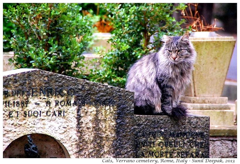 Cats, Verano cemetery, Rome, Italy - Images by Sunil Deepak