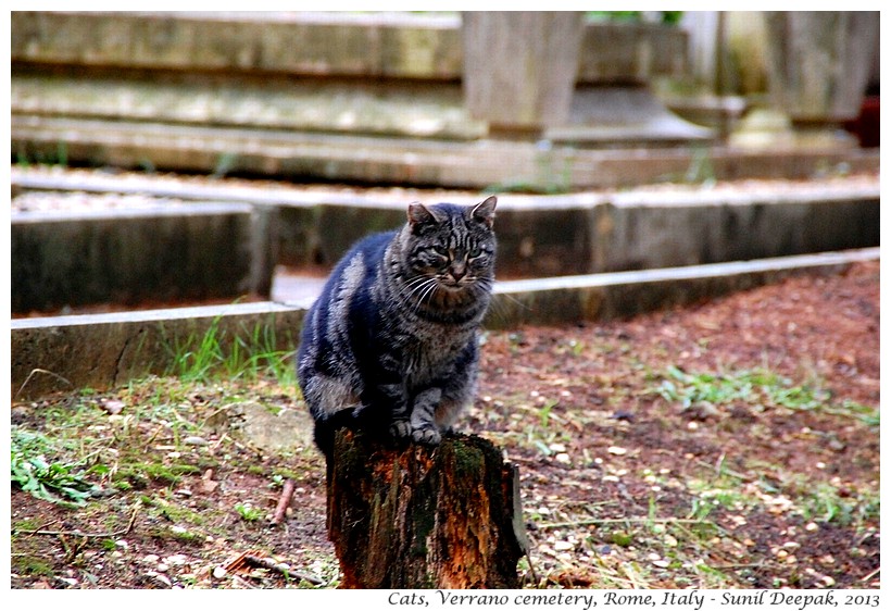 Cats, Verano cemetery, Rome, Italy - Images by Sunil Deepak