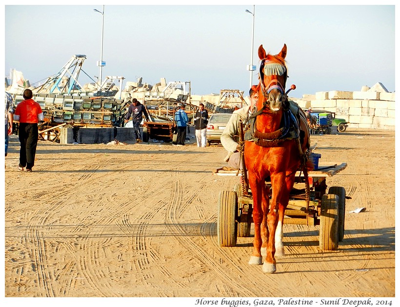 Horse carts, Gaza, Palestine - Images by Sunil Deepak
