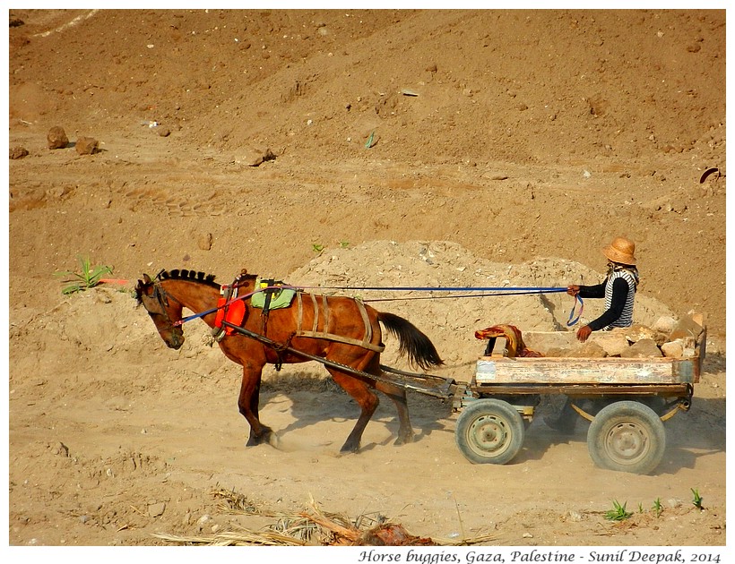 Horse carts, Gaza, Palestine - Images by Sunil Deepak