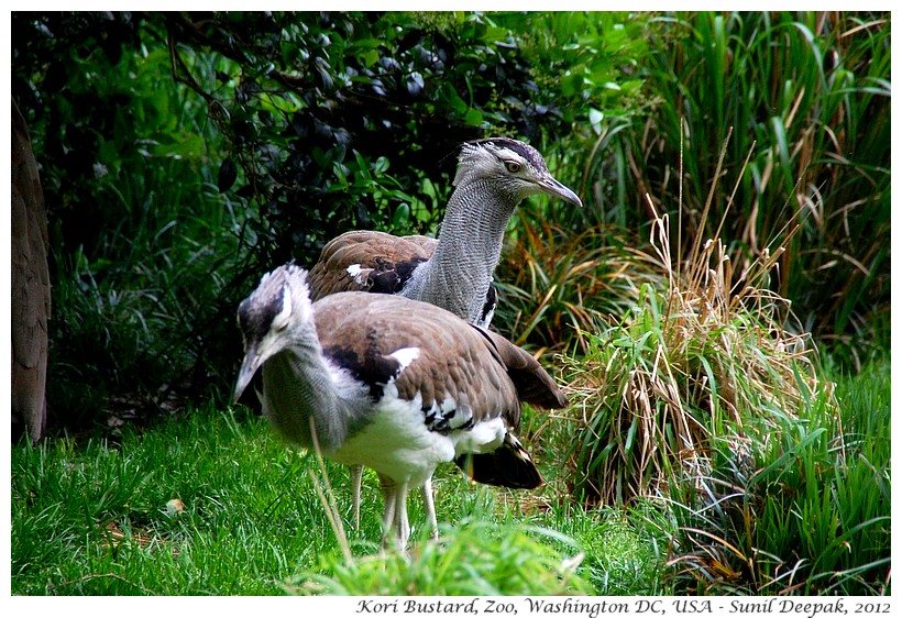 Kori Bustard, zoo Washington DC, USA - Images by Sunil Deepak