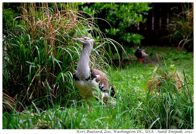 Kori Bustard, zoo Washington DC, USA - Images by Sunil Deepak