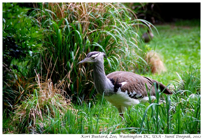 Kori Bustard, zoo Washington DC, USA - Images by Sunil Deepak