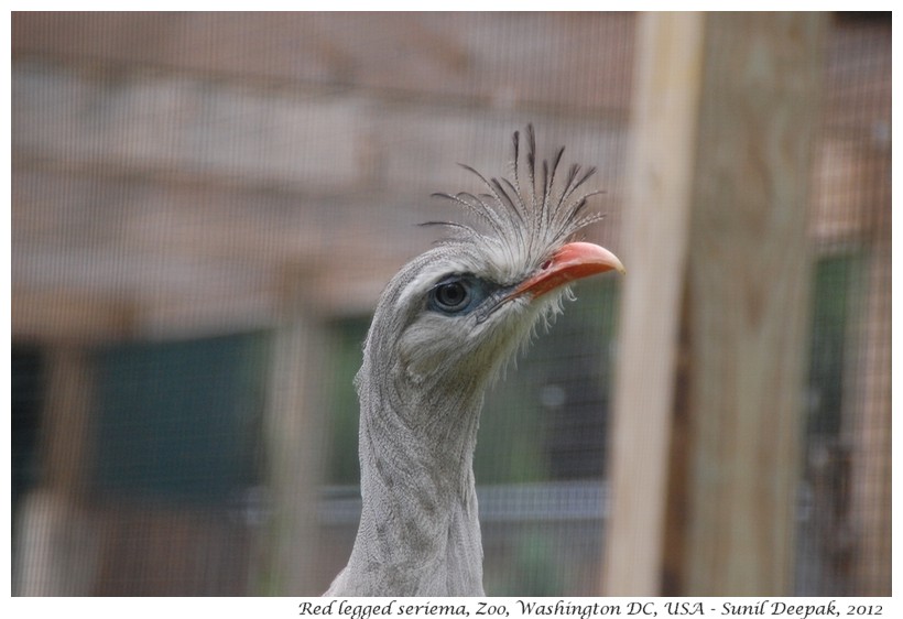 Red legged seriema, Zoo, Washington DC, USA - Images by Sunil Deepak