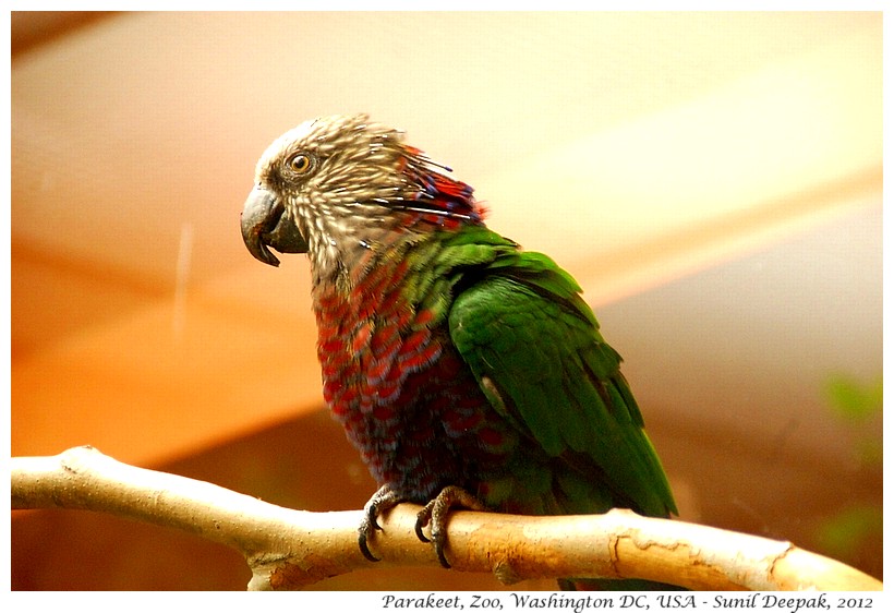 Red & blue breasted parakeet, Zoo, Washington DC, USA - Images by Sunil Deepak