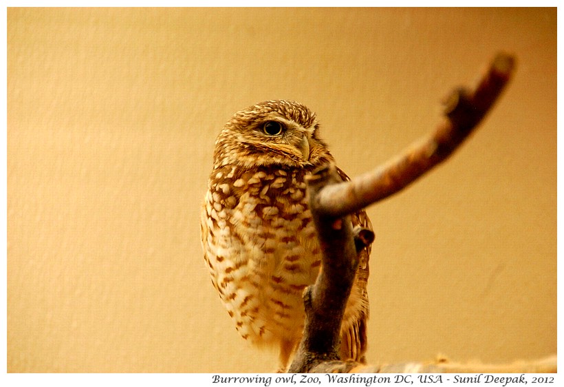 Burrowing owl, Zoo, Washington DC, USA - Images by Sunil Deepak