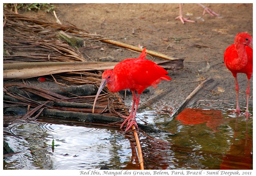 Scarlet ibis, Belem, Para, Brazil - Images by Sunil Deepak