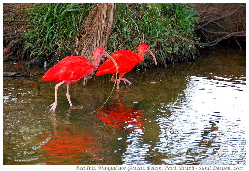 Scarlet ibis, Belem, Para, Brazil - Images by Sunil Deepak