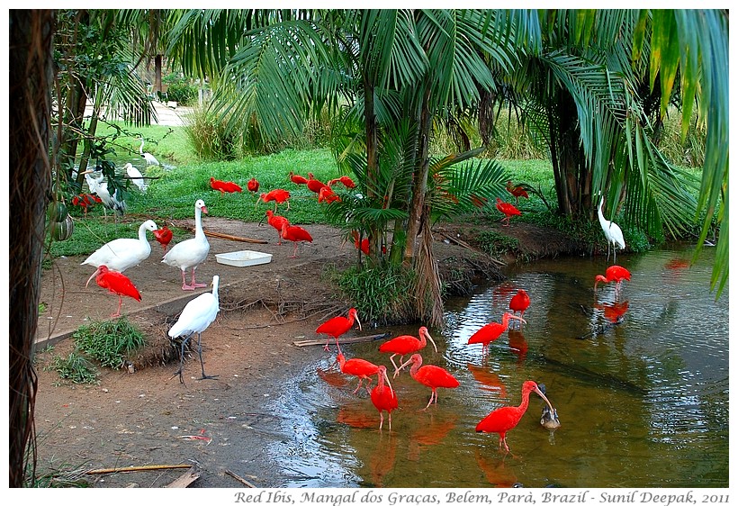 Scarlet ibis, Belem, Para, Brazil - Images by Sunil Deepak